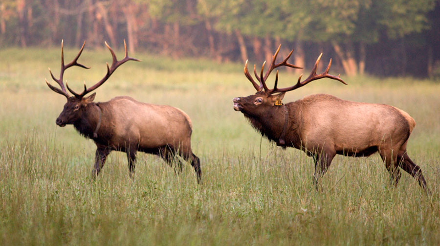 two male elk bugling in field