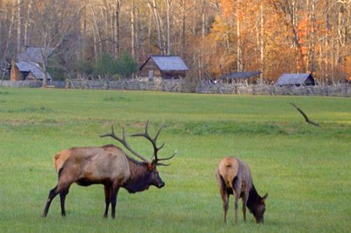 Elk Pair Grazing