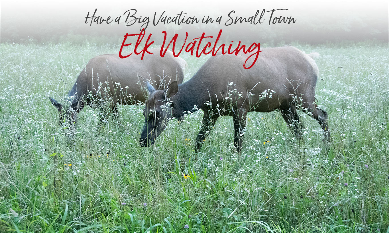 Elk-watching