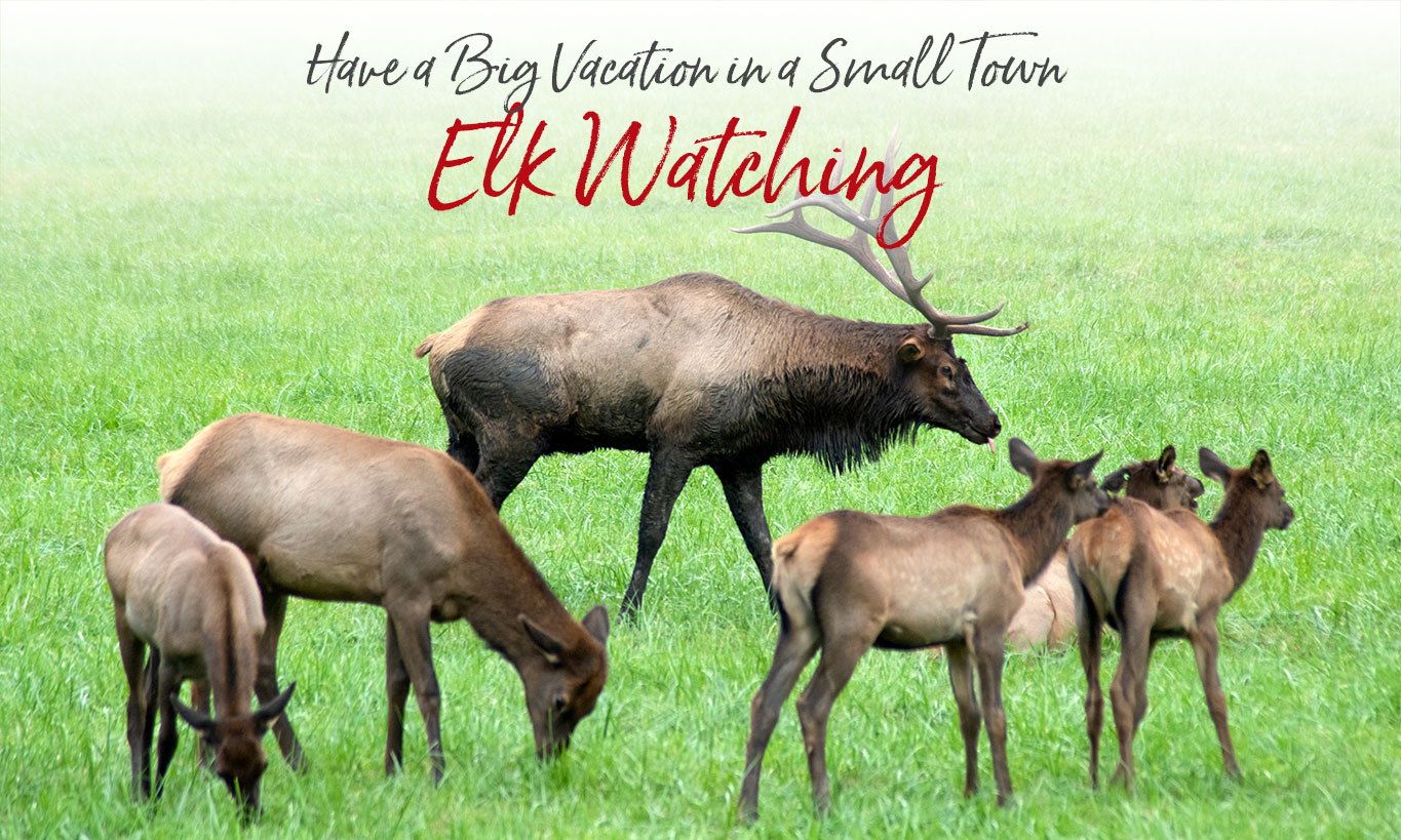 Elk-heading-group Bull elk and harem