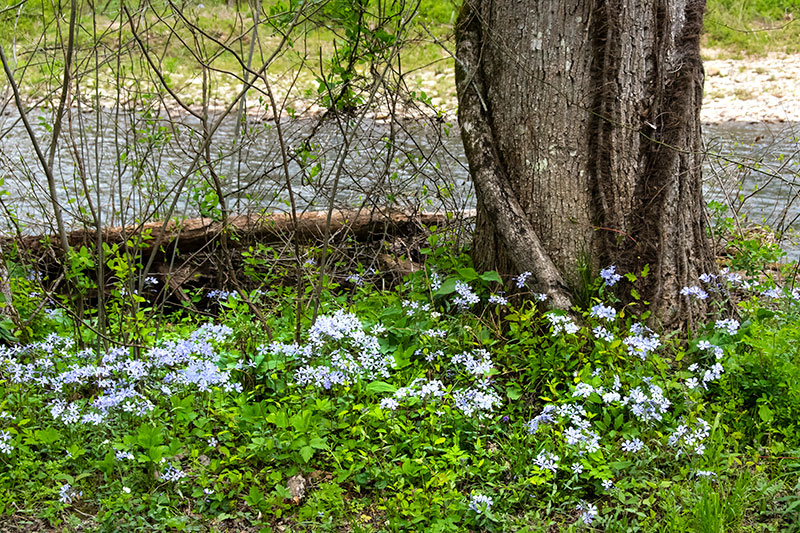 Riverside-flowers