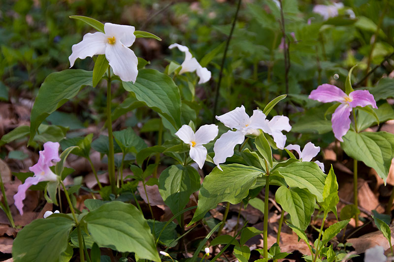 Trillium