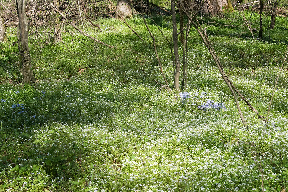 Spring Ephemerals Are The Big Kahuna of Smoky Mountains Wildflowers