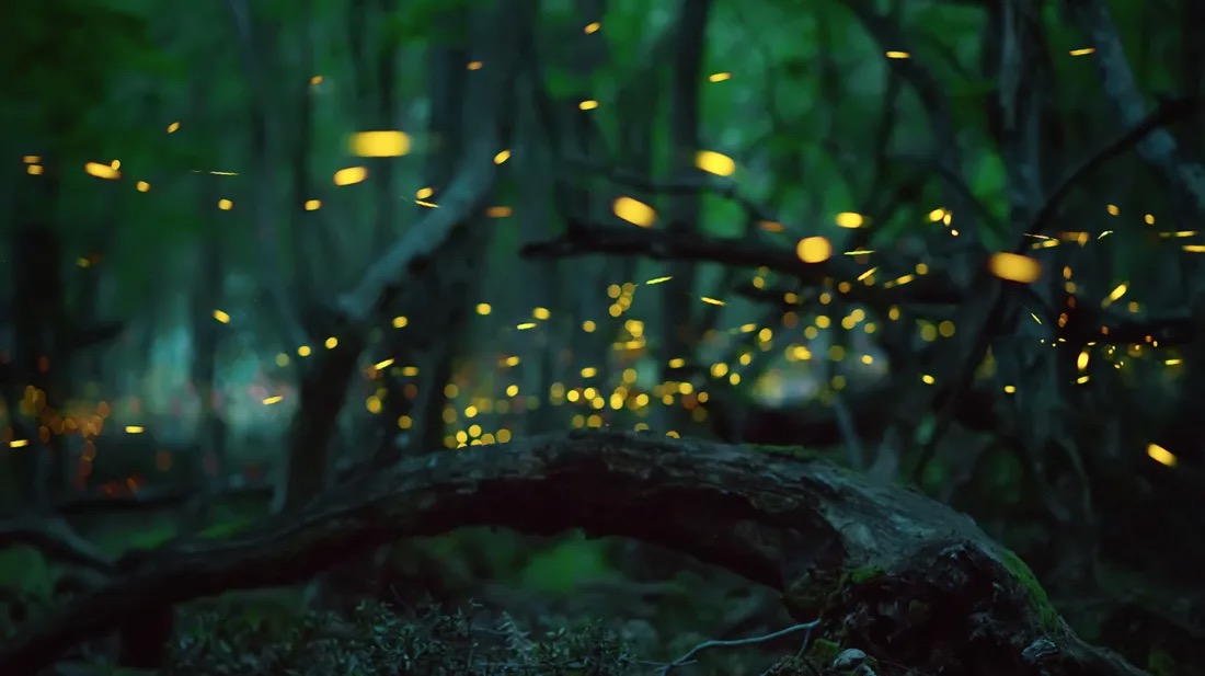 Synchronous Fireflies – It’s The Toughest Ticket in the Smokies