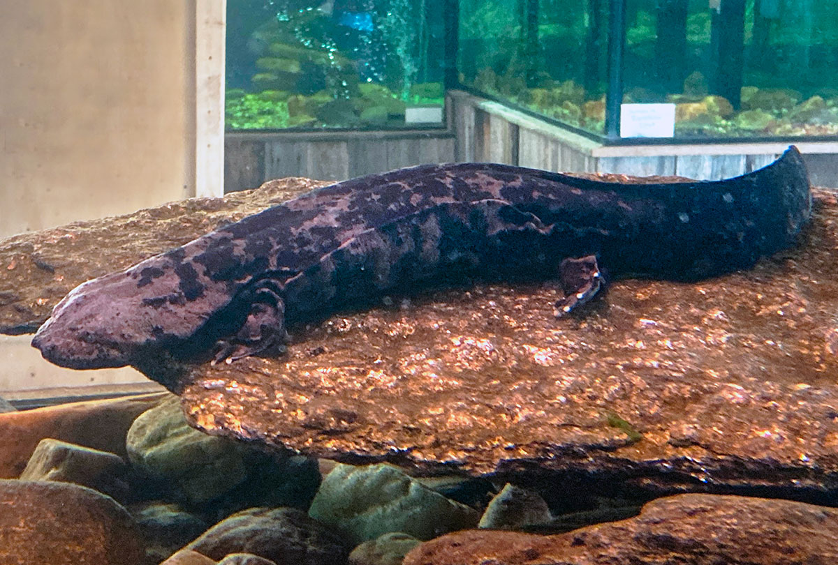 Bryson City’s Hellbenders Are a Once in a Lifetime Experience