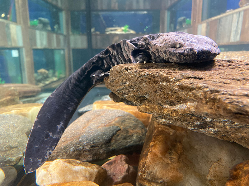 Hellbender salamander