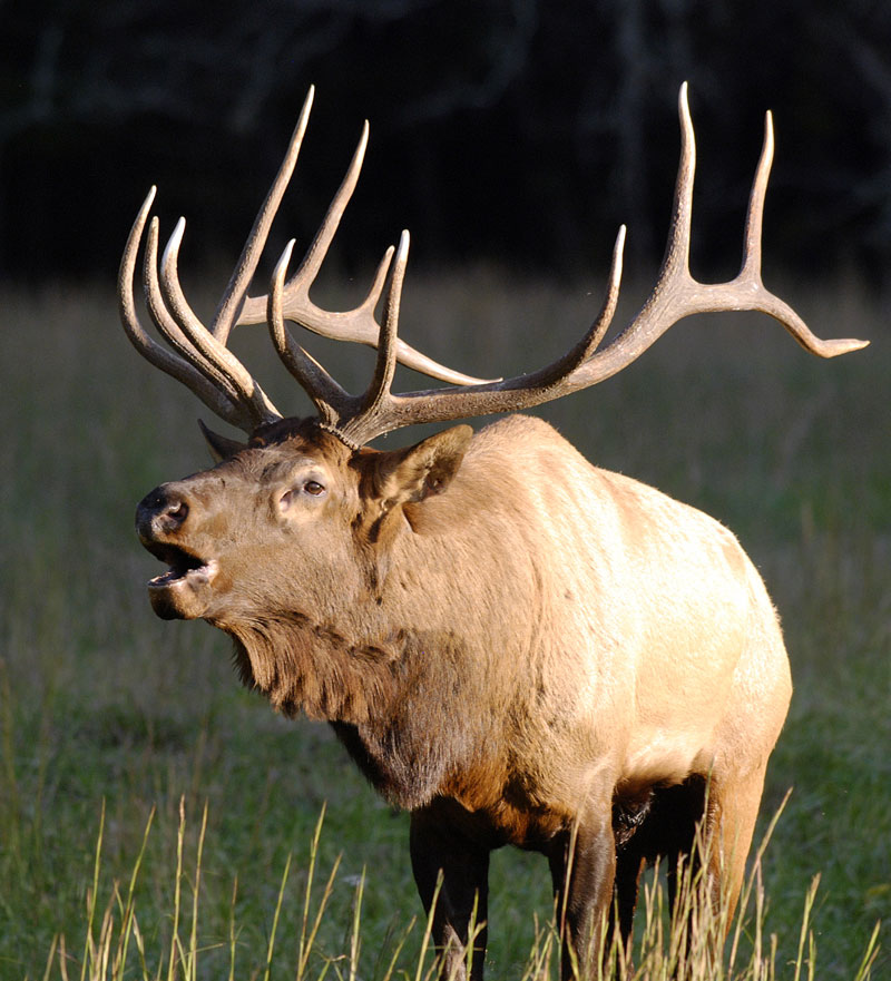Bull elk bugling during rut