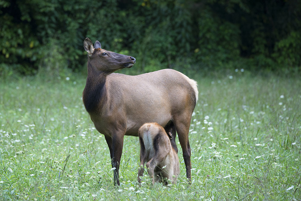 How a Tenacious Elk Cow Helped Assure the Smokies Herd’s Future