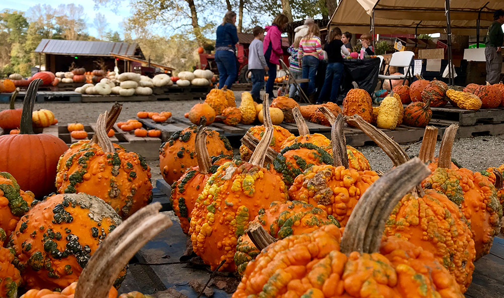 Shoppers at Darnell Farms