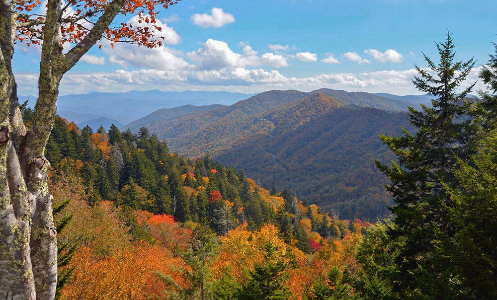 Guide to Five Scenic Roads to View Fall Foliage in the Smokies