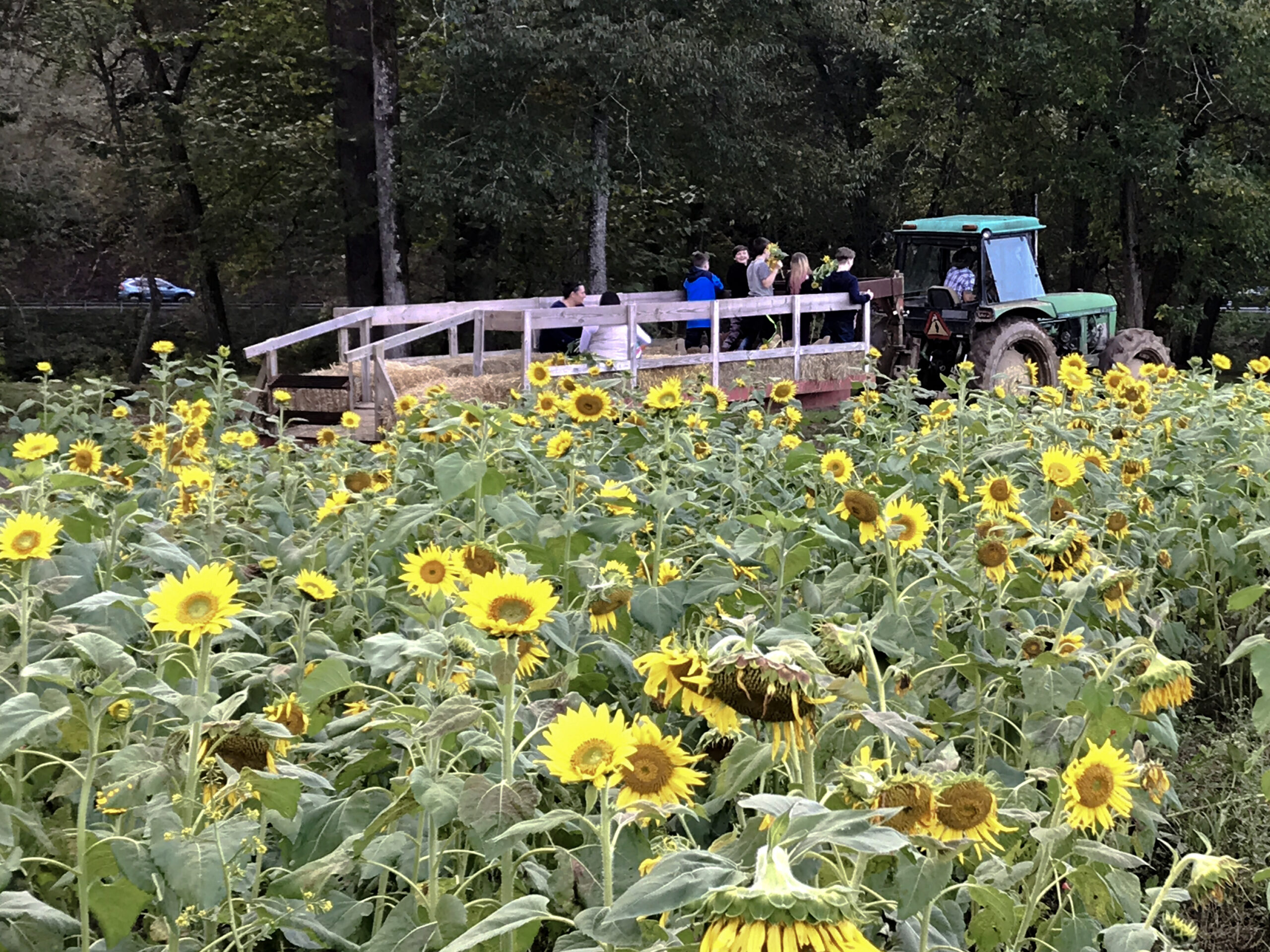 Hayride+sunflowers+