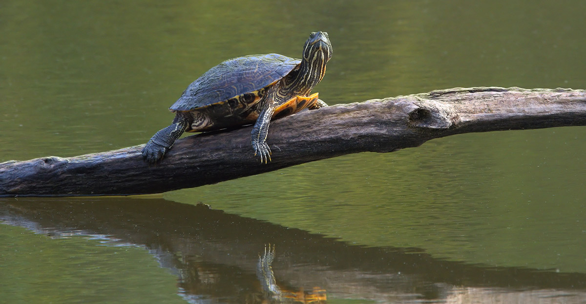 Eastern Box Turtle