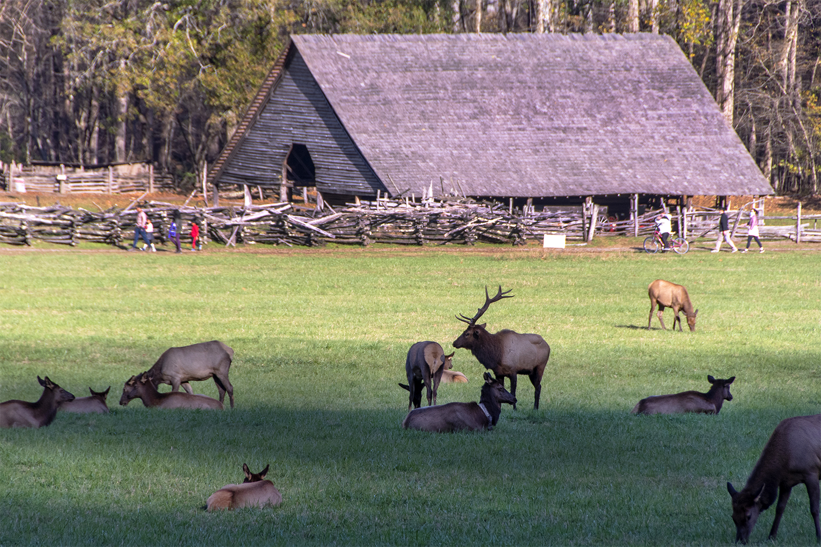 How to Safely Enjoy the Fall Elk Rut in the Smokies